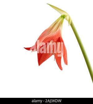 Plante à bulbe vivace hippeastrum striatum blooming red bud isolé sur fond blanc Banque D'Images