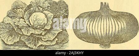 Clignotant droit annuel de Shumway illustré guide de jardin et de semences catalogue. . Des courges de Boston, laitue frisée supplémentaire.. Tennis-Bali la laitue. Gros oignon rouge de Wethersfield. Melon musqué, Comment Cultiver des melons pour obtenir une bonne récolte.-Comme avec toutes les cucurbitacées, les melons doivent être plantées dans un bon, riche, la lumière, le sol friable, ce qui peut être easi-ly a travaillé. À propos de l'usine le temps que le maïs est généralement planté, dans toeight six collines pieds à part dans chaque sens. Partir, mais trois ou quatre plantes pour chaque colline. Toavoid le flétrissement des plantes et le séchage, le sol doit être desserrée et bien, libre aux plantes après chaque pluie ou dès que le th Banque D'Images