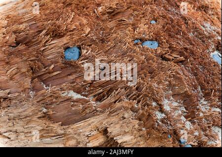 Close up montre pierres galets intégré dans un grand morceau de bois flotté trouvé sur la plage de l'oregon Banque D'Images