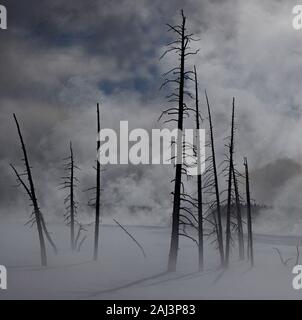 Les arbres morts à moindre geyser Basin, Parc National de Yellowstone, États-Unis Banque D'Images