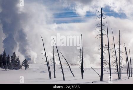 Les arbres morts à moindre geyser Basin, Parc National de Yellowstone, États-Unis Banque D'Images