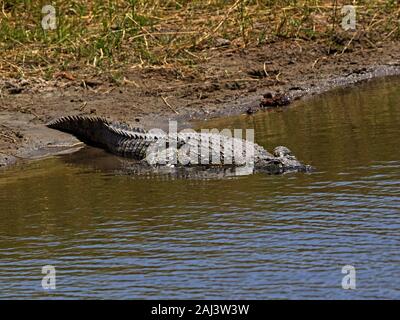 Crocodile du Nil dans l'eau Banque D'Images