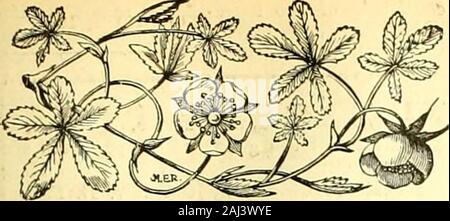 L'Gardeners' chronicle : un journal illustré hebdomadaire de l'horticulture et des sujets . Groupe d'agaves, etc., dans le Victoria Park, London. Brmdbury Agnrw•, & Co., Let., imprimantes, Londres une Tenbridge t* Le 7 février 1903.J Les Jardiniers chronique. 81. Le no841-Samedi, Février 7,1903. Table des matières. 83 P]aDts, nouveau ou dignes- 9} CaTdiandra sinensis. H2 H9 Kolkwitzia amabUis . 82 Pruneaux, 92 Français 92 Ampoule de Lycaste 9 Pseudo-je une ramification, 9189 Rapport de la Royal Horticultural Societv S3 3892 Comité scientifique de l'Horticul- ture 84 Royal Society 94 OS)- m Chester Paxt Banque D'Images