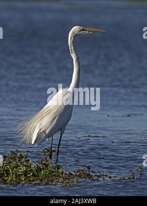 Great egret standing by water Banque D'Images