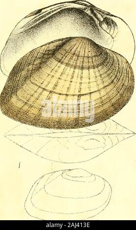 Monographie de la famille des unionidés : ou, de Naiades Lamarck (eau douce coquilles bivalves) d'Amérique du Nord ... . Manger des chiffres. 28 approches certainement U. niger, Raf. ; les jeunes du dernier ressemblant à elle tellement, que d'amener à theinference qu'il peut s'agir de variétés d'une espèce,occasionnés par différence de localité. FromAugusta spécimens ressemblent au Niger plus de ceux d'theCongaree River ; et en Flint river, New Jersey, est un va-riety de ce dernier, qui ne diffèrent que par l'congarceusin étant assez grandes et plus lourd. UNIO MASONI. Plate XII.-Fig. 2. DESCRIPTION. Suboval Shell, mince Banque D'Images