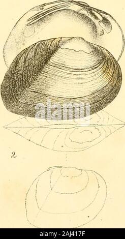 Monographie de la famille des unionidés : ou, de Naiades Lamarck (eau douce coquilles bivalves) d'Amérique du Nord ... .  ? --- V i Unio.Cortaaritus, Lett, I.Unio 27 .Mafom t pris pour U. cariosus. Vieux coquillages sont très thickand lourde, et M. Poulson a un specimenof fine cette description. Avait le Baron de Ferussac seenthis, nous pensons qu'il n'aurait pas un instant avoir deemedit subovatus une variété d'U.. M. Phillips a twofine spécimens, hommes et femmes ; l'ancien représentant est présenté. UNIO. CONGARiEUS Plate XII.-Fig. 1. DESCRIPTION. Shell elliptico-rhomboïdales, mince, un peu flattenedat les côtés ; unité épidé Banque D'Images