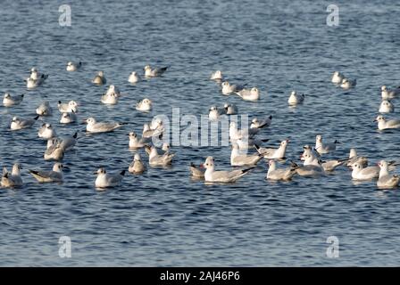 Troupeau de séagulles à tête noire non reproductrices ou Chericocephalus ridibundus en plumage hivernal flottant sur le lac, parc national de Killarney, Irlande Banque D'Images