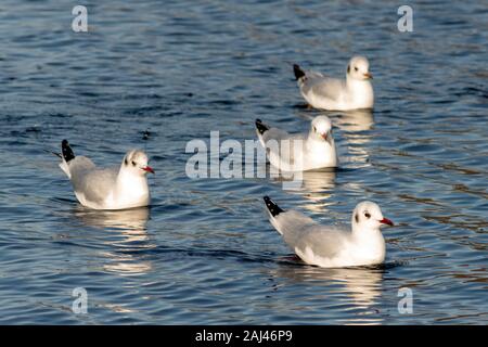 Seagulles ou goélands à tête noire non reproductrices Chericocephalus ridibundus en hiver, en plumage flottant sur le lac dans le parc national de Killarney, en Irlande Banque D'Images