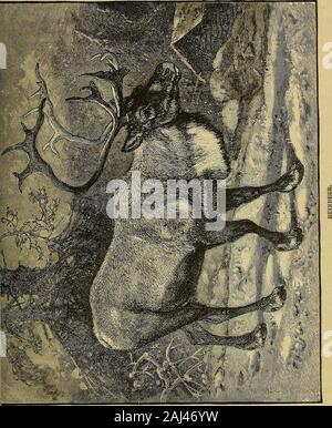 Histoires de personnes et lieux en Europe . Une hutte lapone.. 48 personnes et lieux en Europe. Le parquet de boue avec une petite plate-forme sur les côtés pour s'asseoir ou sleepupon. Un tas de pierres pour une cuisinière et un trou dans le haut de la cheminée d'un hutfor. Un pot pour leur viande dans le ragoût et quelques bols en bois et hornspoons sont sur les meubles ou ustensiles qu'ils possèdent. Les murs sont souvent décorés de fre-biliaires des chevreuils le lait et fromages en forme de muffin. Le plus joli article dans une tente est la petite Lapons berceau pour le bébé. Il isoften couverts à l'extérieur de feutrine verte ornée de tissu Banque D'Images