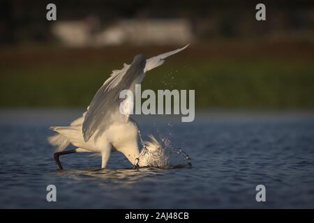 Pêche à l'Egret enneigée dans le marais, en allant pour la mort Banque D'Images