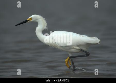 La proie de l'Egret perniforme dans le marais sur un Hazy Jour Banque D'Images