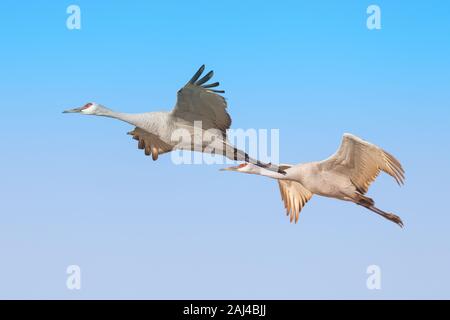 Deux grues en vol synchronisé contre ciel bleu clair au Bosque del Apache National Wildlife Refuge au Nouveau Mexique Banque D'Images