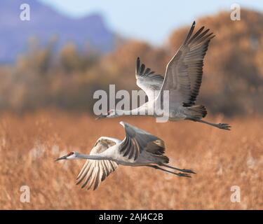 Deux grues en vol au-dessus d'un champ à l'Bosque del Apache National Wildlife Refuge au Nouveau Mexique Banque D'Images