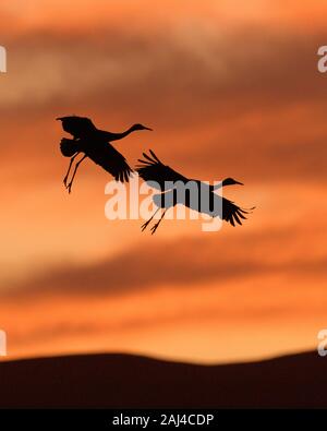 Deux grues en silhouette en vol au coucher du soleil à la Bosque del Apache National Wildlife Refuge au Nouveau Mexique Banque D'Images