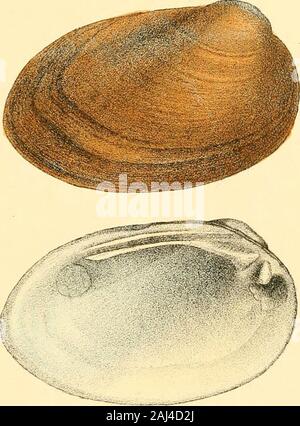 Monographie de la famille des unionidés : ou, de Naiades Lamarck (eau douce coquilles bivalves) d'Amérique du Nord ... . Banque D'Images