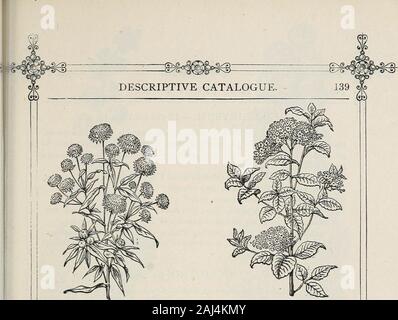 D M Ferry & Co's seed 1875 annuel . ,HELICHRYSUM Compositum Masimum. EELIOTSOnUM,Triomphe de Liège. ^^ Gourd, blanc, en forme d'oeuf, fac-similé d'un oeuf ; très belle.^ en forme de poire jaune et vert, rayé de couleur crème en forme d'Apple., petit, jaune à rayures magnifiquement ;.mixte, les variétés ci-dessus mixte. GRAMMANTHES. Un jfine à floraison abondante, de classe, avec des plantes miniatures, star-shapedflowers. Efficace dans des paniers, délignures ou rock-o^ork. La moitié-vivace.Grammauthes, Gunnera manicata orange riche-cramoisi ; 3 pouces. lutisane^ jaune ; 3 pouces. * Mixte) graines de variétés ci-dessus carreaux contrastés. Banque D'Images