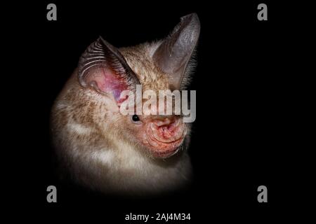 Trident trident ou bat leaf-nosed bat - Asellia tridens espèce de chauve-souris de Hipposideridae, habitats naturels sont les forêts humides tropicales et subtropicales, dr Banque D'Images