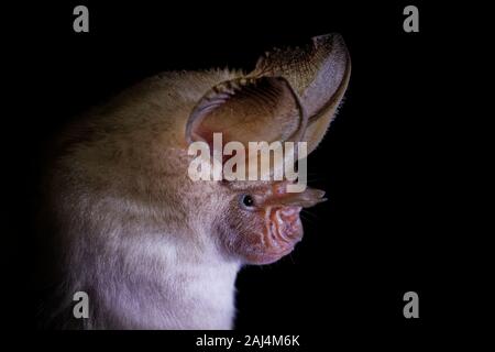 Trident trident ou bat leaf-nosed bat - Asellia tridens espèce de chauve-souris de Hipposideridae, habitats naturels sont les forêts humides tropicales et subtropicales, dr Banque D'Images