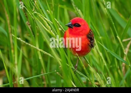 Madagascar Foudia madagascariensis Red Fody - oiseau rouge et vert sur le palmier trouvés dans les clairières, les prairies et zones cultivées, dans la région de Madag Banque D'Images