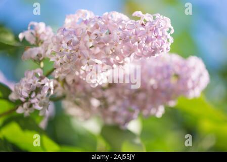 Luxurious des grappes de fleurs rose lilas pâle sur un fond de verdure et de printemps lumineux ciel bleu Banque D'Images