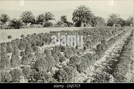 Liste des prix de gros de printemps 1918 : pour les pépiniéristes uniquement . Intérieur de la grande maison de lattes avec Buxus formé le long de la promenade et avec Abies et Picea sur chaque côté. NILES, comté d'Alameda, CAL. L3. Buxus sempervirens formés avec une rangée de Phoenix canariensis dans la distance, l'alignement de notre limite de propriété. Broad-Leaved acacia melanoxylon feuilles persistantes. ACACIA NOIR. Hauteur en pieds par 10 p. 100 de 7 à 7 pots. à 8 7 00 60 00 à partir de 6 et 7. Dans... 6 à 7 5 00 40 00 à partir de 5 et 6. Dans... 5 à 64 00 25 00 A. pravissima. à partir de 6 à 7 pots. à 8 500 de 6 à 4 pots. au 5 350 30 00 A. pycnan Banque D'Images