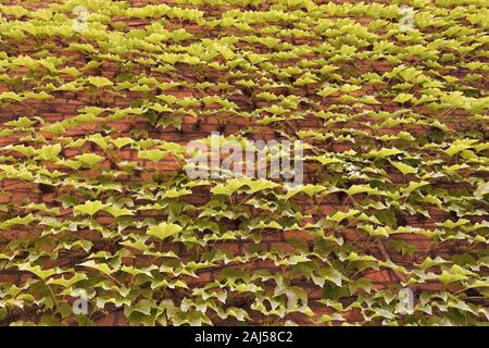 La couverture végétale peuvent isoler et climatiser le bâtiment. Lierre sur le mur. Mur de lierre vert. Ivy en croissance ou d'autres grimpeurs jusqu'édifice peut avoir plusieurs b Banque D'Images