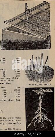 Rawson W.W & Co les semenciers / W.W Rawson & Co . , 15 Cts., douz., 1,50 $ 8,09 $ ; 100, le chou-fleur Plantes. Hendersons SnowballEariy Erfurt Nain Plantes céleri. PascalBoston MarketParis GoldenWhite géant Plume plantes cultivées au champ de choux, v^""....""v.1 "uv" &gt ;.prêt vers le 15 juin au 1 juillet, à bien meilleur prix position prixoffres spéciales cité sur de grandes quantités. Les plants de tomates. PerfectionPuritanFavorite ChampionTarragon nain. ).75.75.75.75 30.30.30.30 Chou-fleur douz..sweet potato. jaune NANSEMOND.,-^^^ au début, productive, de bonne qualité. Patine planté 10 mai produire des tubercules assez grand pour le marché 2 juillet Banque D'Images