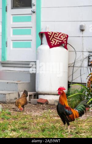 Un coq coloré autour de la cour à Key West, en Floride. (Nom scientifique: gall gallus domesticus) Banque D'Images