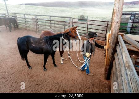 WY04140-00...WYOMING - Barry Cargo chevaux menant hors de l'enclos à la Willow Creek Ranch. MR n° C11 Banque D'Images