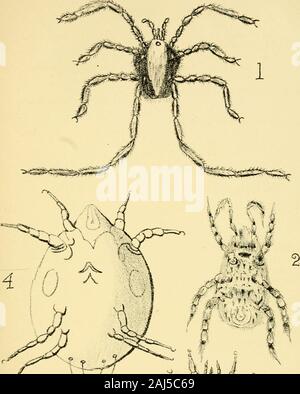 Le Journal de microscopie et de sciences naturelles . em sous le nom d'Rhyiicolophus.La plupart de ces acariens sont très beaux quand vivant, et certains sont d'assez grande. C. F. George. Les Acariens Blanc (PL VIII, fig. 4).-En juin 1877, j'ai remarqué ablack peuplier souffrant des ravages des insectes. Dans manyplaces il a été ennuyé par les larves de la chèvre-espèce {Cossus lig ?ii-perdci). Sur le retrait d'une partie de l'écorce, qui était humide, J'ai trouvé ça andloose recouverte d'une masse en mouvement composé d'myriadsof Acariens Blanc très particulière. Lorsque j'ai examiné dans amicroscope, je les ai trouvés à différer de toute m Banque D'Images