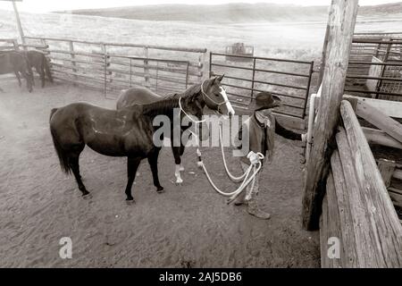WY04140-00-BW...WYOMING - Barry Cargo chevaux menant hors de l'enclos à la Willow Creek Ranch. MR n° C11 Banque D'Images