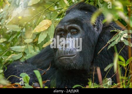 Portrait d'un dos argenté sauvage gorille de montagne (Gorilla beringei beringei) en Ouganda. Banque D'Images
