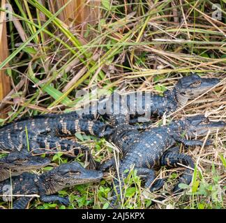 Cinq Alligators américains bébé, Alligator mississippiensis, dans le parc national des Everglades, Miami, Floride, USA Banque D'Images