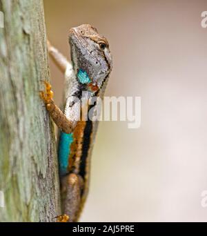 Lizard Scrub de Floride sur le côté d'un arbre Banque D'Images