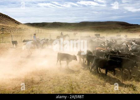 WY04148-00...WYONING - transport de bétail sur le Willow Creek Ranch. Banque D'Images