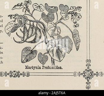 D M Ferry & Co's seed 1875 annuel . Banque D'Images