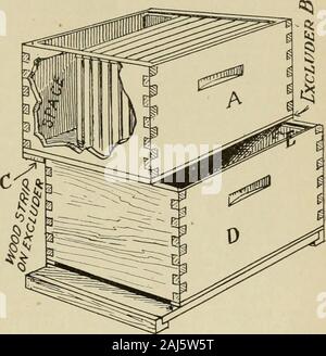 La culture de l'abeille . plus près de ly-certain que le criblage. Il ofdoing la méthode est aussi simple et facile être ascan. Réparer un châssis en bois queen zinc-chevron, avec une fine bande de bois de 3 pouces,être jointe sous un côté long du châssis de façon à se fermer que beaucoup d theperforations, mesure de l'extérieur du cadre. C'est le seul besoin extrapreparation. Maintenant, soulevez le hivebody (contenant la colonie d'être tamisé)hors de ses bas-bord, et définir une emptybody dans son i :)de la dentelle. Jeter les ex-cluder rédigé sur ce corps vide, ayant theedge des trois pouces contre bande de theoutside Banque D'Images