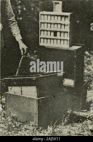 La culture de l'abeille . La souris et la preuve de Smiths ant-miel Maison et atelier. La culture de l'abeille. Fig. 1.-A l'air, à double paroi espacée ruche d'un vieux modèle, utilisé dans une certaine mesure, par F. B. Cavanagh, Hébron, Ind. bon Cliiiuile ici et le succès de win-filtrage des abeilles s'élèverait à plus de la dépense réelle. L'A. I. Companys racine dernière carloadof les abeilles ont quitté le sud-est le 27 mai, p. ; !74, et est arrivé à Médine dans le temps pour le tilleul et le trèfle. En mai27 notre miel de printemps de tous les flux sur sourcesis. Cela inclut les flux fromtupelo gallberry et gomme, qui lastabout 35 Banque D'Images