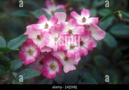 GROS PLAN DE ROSES ROSES ET BLANCHES ROSA 'BALLERINA HYBRID MUSK' ROSES UNE ROSE ARBUSTE QUI PRODUIT DES GRAPPES DE FLEURS ROSES ET BLANCHES. Banque D'Images