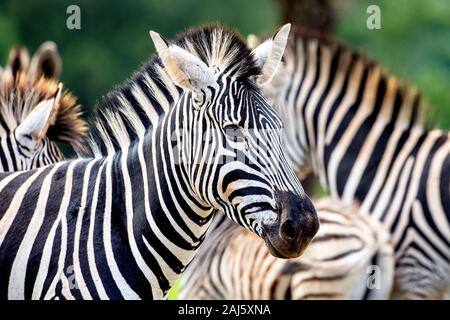 Gros plan de Burchell's Zebra dans le sanctuaire de la faune de Militane, Eswatini (Swaziland) Banque D'Images