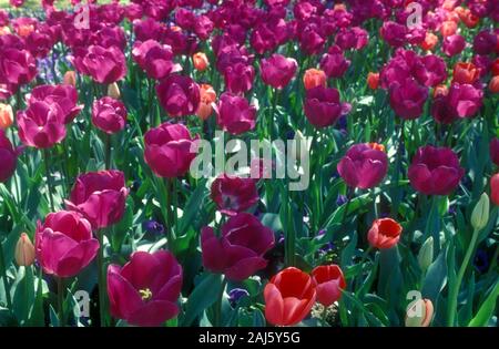 Pourpre et de tulipes rouges plantés ENTRE LES PENSÉES VIOLETTES (altos) Banque D'Images