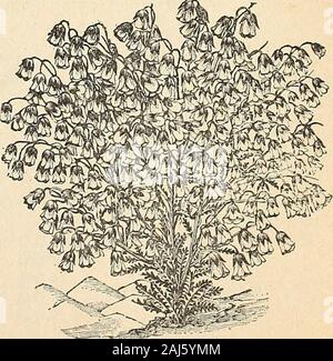 Horitucultural guide : printemps 1892 . 4 pouce de long, de couleur jaune crème feuillage,pinnatifid. L'effet général d'une branche est très suggestif, de longs épis de Lily de la vallée. Paquet, 25 cents. CURRIES SUPERFINE, PANSY SCOTCH cette belle souche de Pansy est sauvé de variétés qui ont reçu la première prime à l'International de fleurs de Grande-Bretagne et otherprominent d'expositions pour un certain nombre d'années, et aujourd'hui il reste pré-emi-toujours la meilleure souche de Pansy en culture. Il est sans égale par tout dans la taille de la fleur :(beaucoup de fleurs unique de plus de 300 pouces Banque D'Images