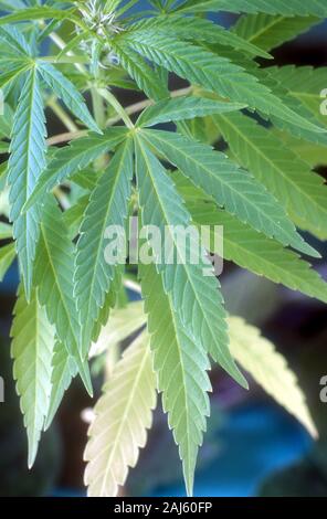 CANNABIS, FEUILLES JEUNES GROS PLAN (CANNABIS SATIVA) Banque D'Images