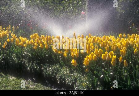 Système d'ARROSAGE AUTOMATIQUE ARROSAGE DE JARDIN LIT DE JARDIN DE TULIPES JAUNES (TULIPA) EN AUSTRALIE. Banque D'Images