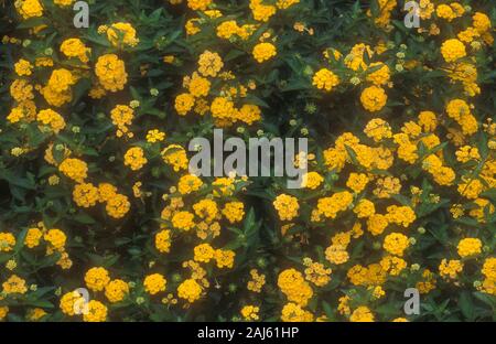 Fleurs jaunes de Lantana camara LANTANA (COMMUN) Banque D'Images