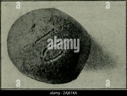 Un traité sur le béton, lisse et renforcée : les matériaux, la construction, et de la conception de béton et béton armé ; 2e éd. . Une semaine. Deux semaines.. Banque D'Images