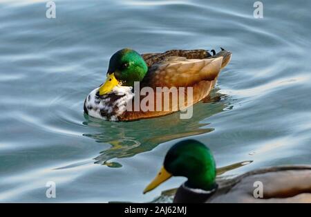 Canard colvert mâle hybride avec la poitrine tachetée de blanc et de brun, probablement rocé avec Canard pilet. Flou artistique normal Canard colvert mâle en premier plan. Banque D'Images