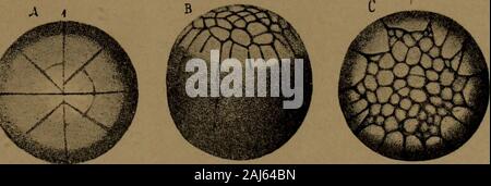Un texte-livre d'Histologie et Embryologie dentaire, y compris les directions de laboratoire . haut de l'œuf d'un hensegg est appelé le germinal. Avant la fécondation cette masse de protoplasme isa avec un noyau dans le centre. Whensegmentation commence il divise d'abord dans les moitiés droite et gauche, puis divise encore une fois par une ligne perpendiculaire à la première, puis les quatre cellules sont converties en huit cellules, comme si par acircle, et le processus se poursuit de cette manière (Fig. 264). Il compris à partir du diagramme. Ce type de segmen-tation est connu comme meroblastic, tandis que celle de la grenouille isholoblastic Banque D'Images