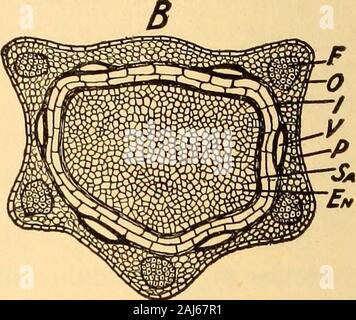 La pharmacognosie scientifique et appliquée destiné à l'usage des étudiants en pharmacie, comme un livre à la main pour les pharmaciens, et comme ouvrage de référence pour l'alimentation et des analystes et des pharmacologues . Banque D'Images