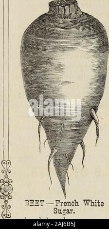 D M Ferry & Co's seed 1875 annuel . t satisfaction. Theroots sont uniformément-Frencll wellSu^blanc tout droit et AR. formé et plus profonde que la politique sorte de couleur. Crlobe jaune Mangel Wurtzel.-Un grand,rond, de couleur orange, variété d'excellente qualité, qui tient mieux que la longue rouge, et pro- LA BETTERAVE. D. M, Ferrv & Cos duces meilleures récoltes sur un sol peu profond. L'amélioration de Mammoth Long Bed Globe Mangel Wurtzel. - Lit semblable à la betterave Wurtzel. précédant, sauf dans la couleur, qui est d'une lumière rouge, ou rose. La Bette à carde, betterave chou ou sur la mer. - Une espèce de betterave, offrant un lux-uriant la croissance des feuilles et Banque D'Images